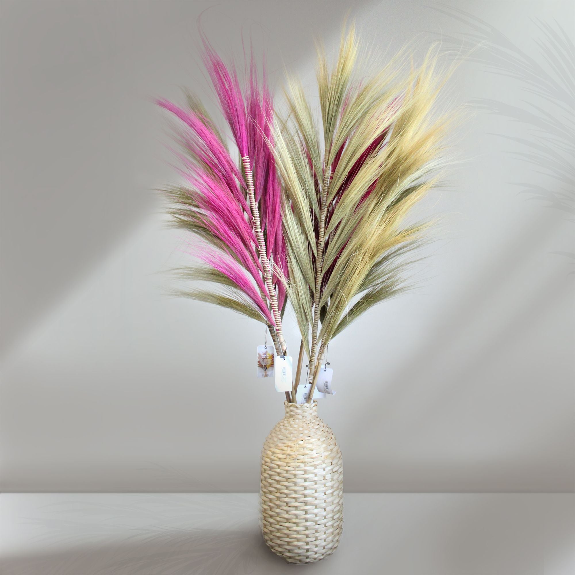 Palmera Rayung Rubia