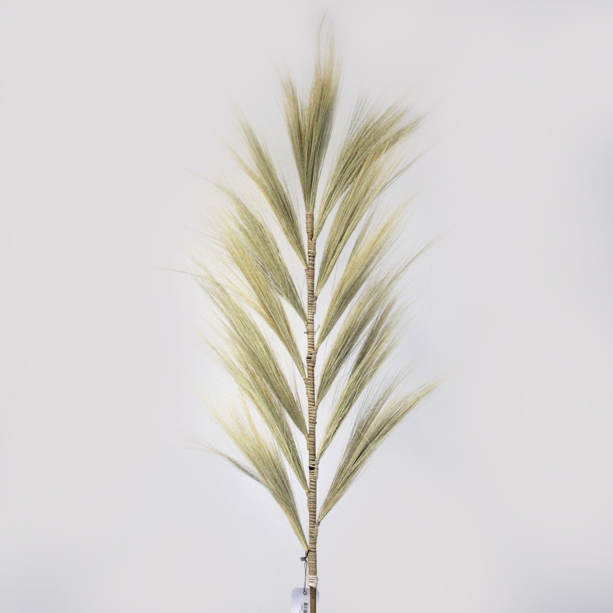 Palmera Rayung Rubia