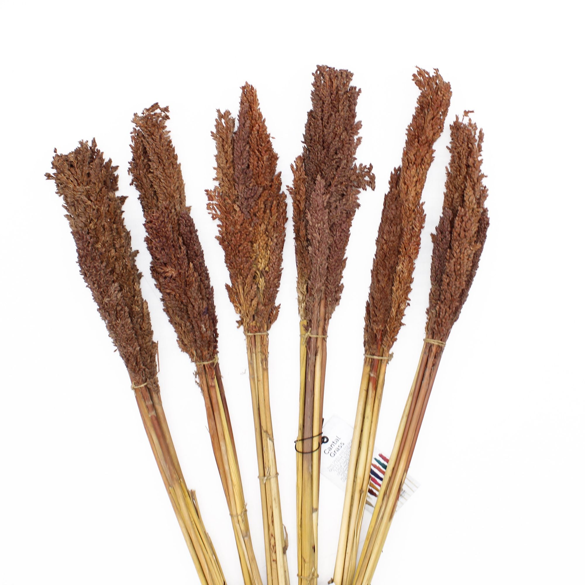 Molho de Erva Cantal Chocolate