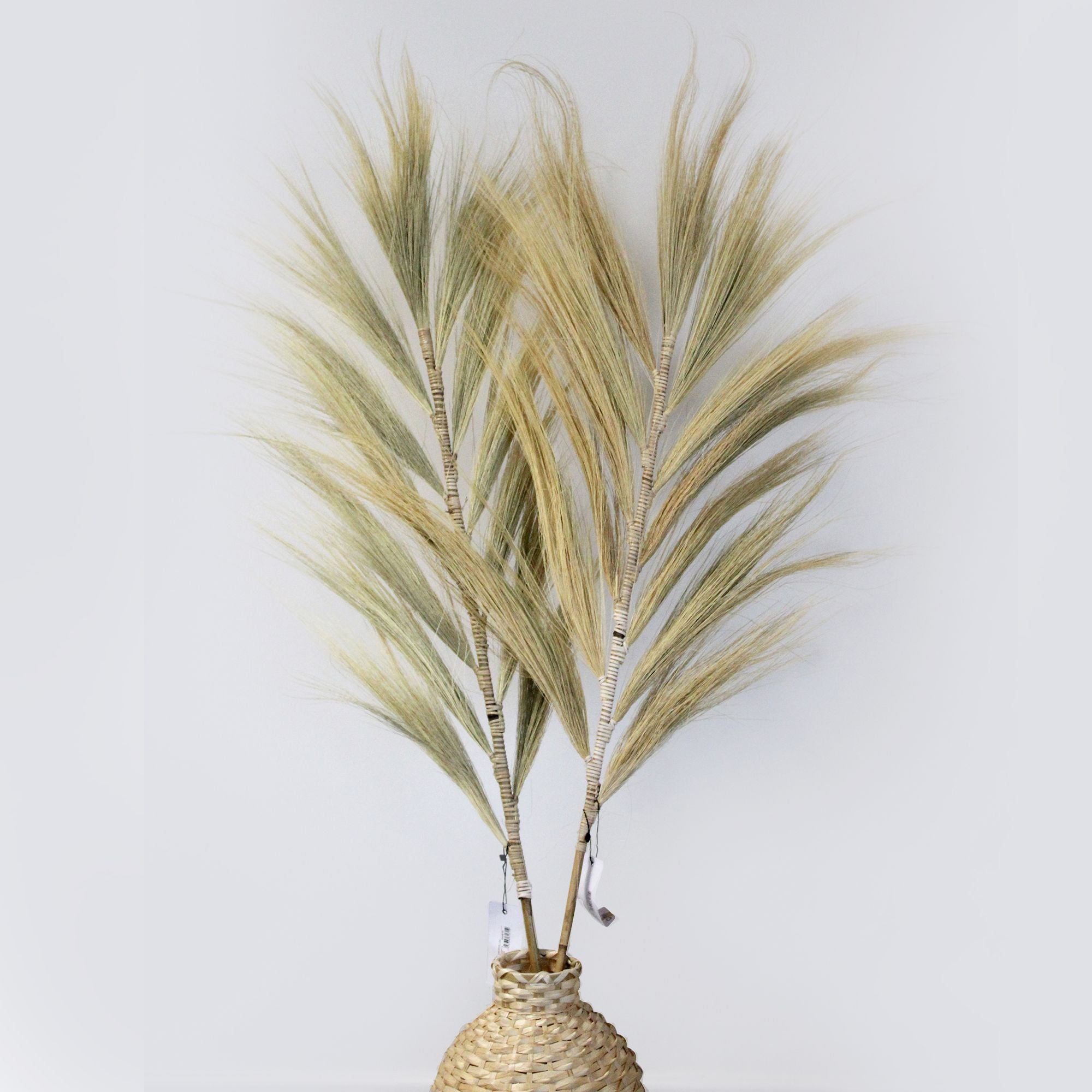 Palmera Rayung Rubia