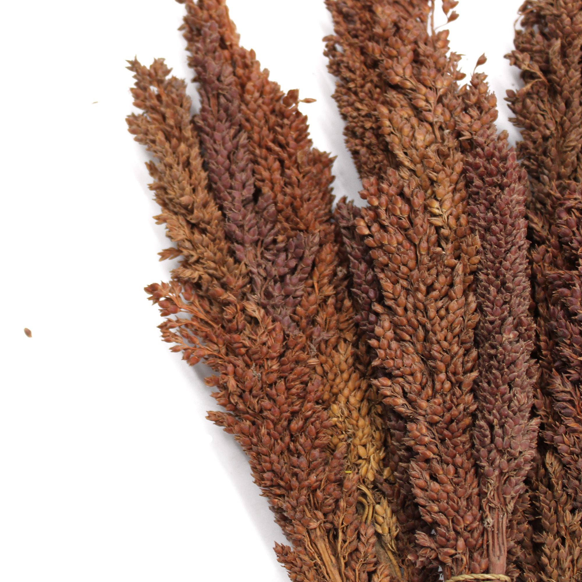 Molho de Erva Cantal Chocolate