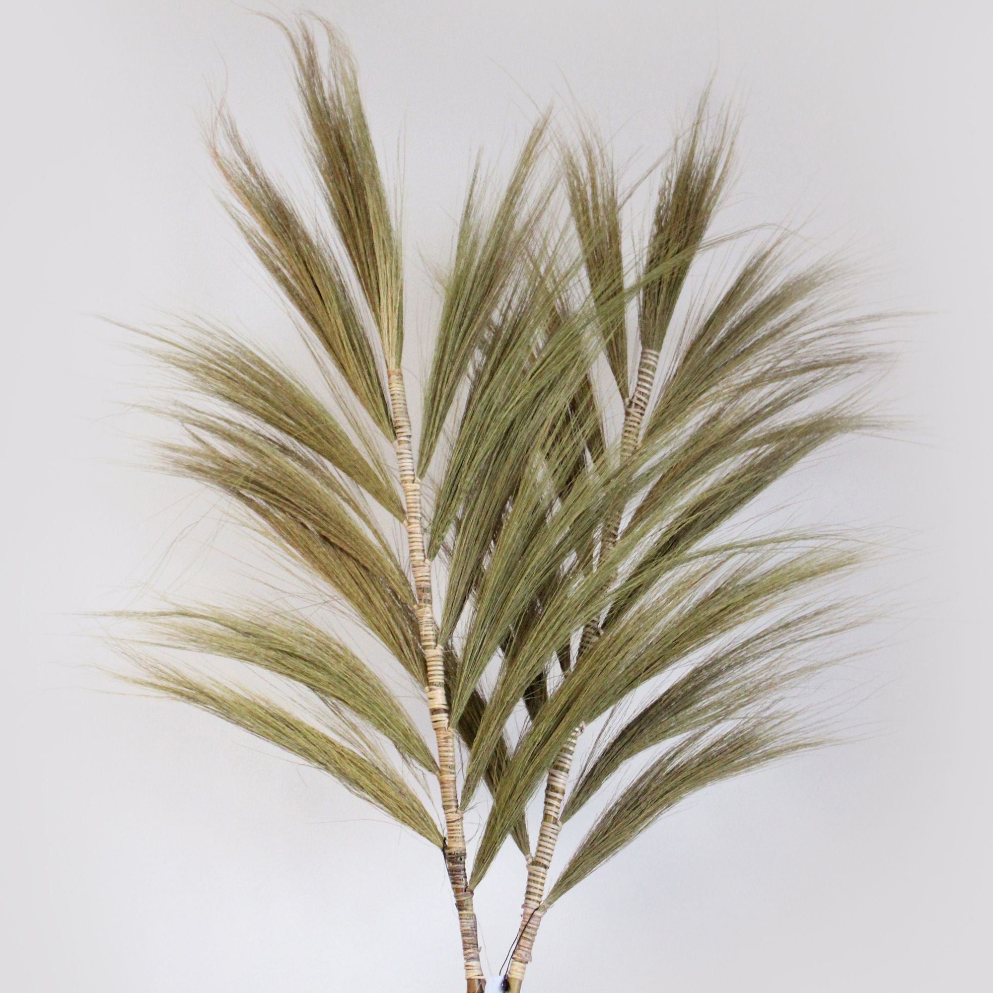 Natural Rayung Palm Tree