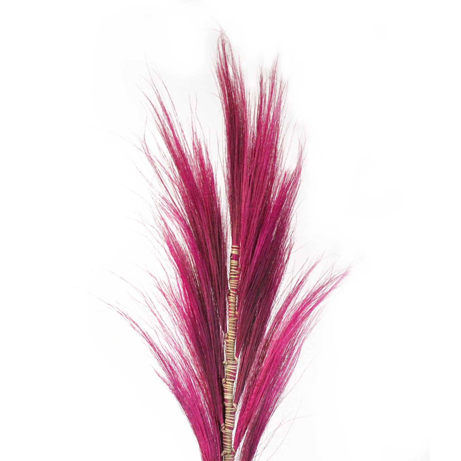 Pink Rayung Palm