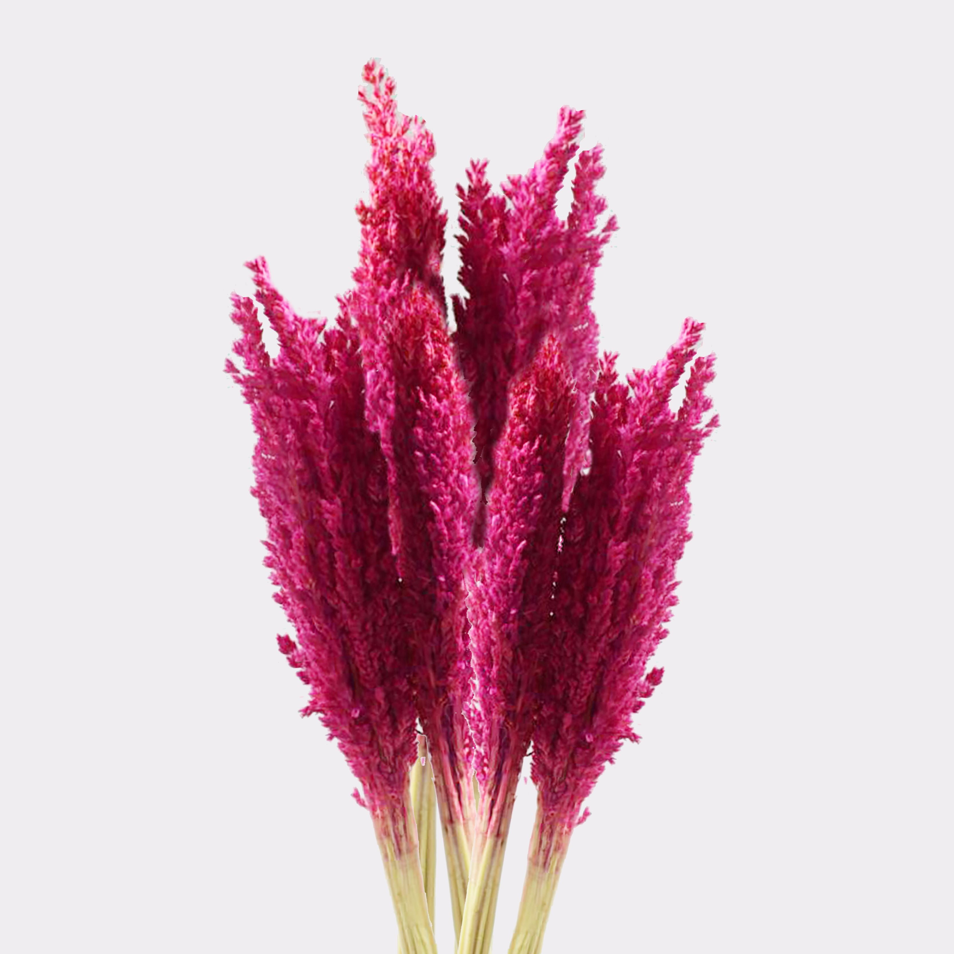 Molho de Erva Cantal Rosa