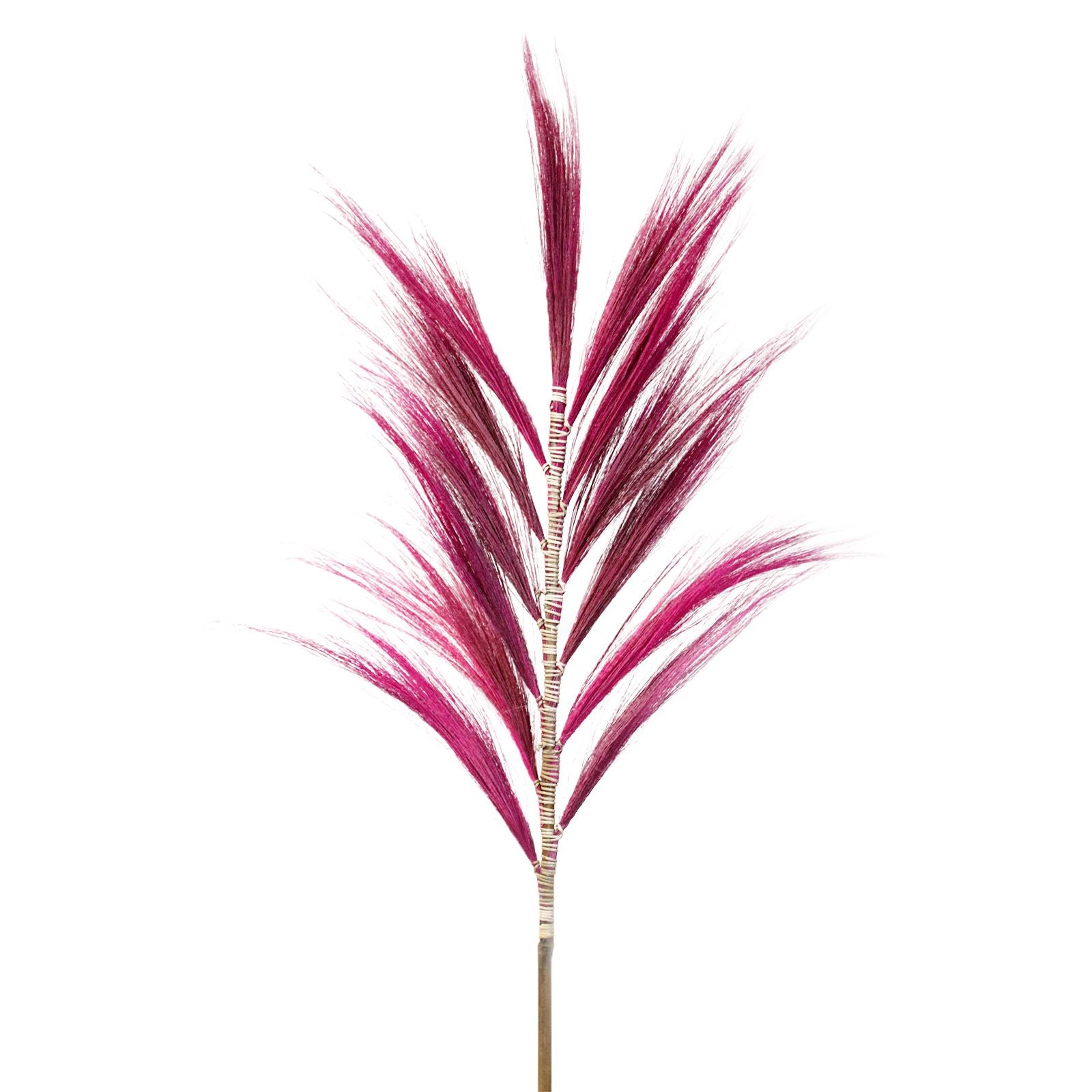 Palmeira Rayung Rosa