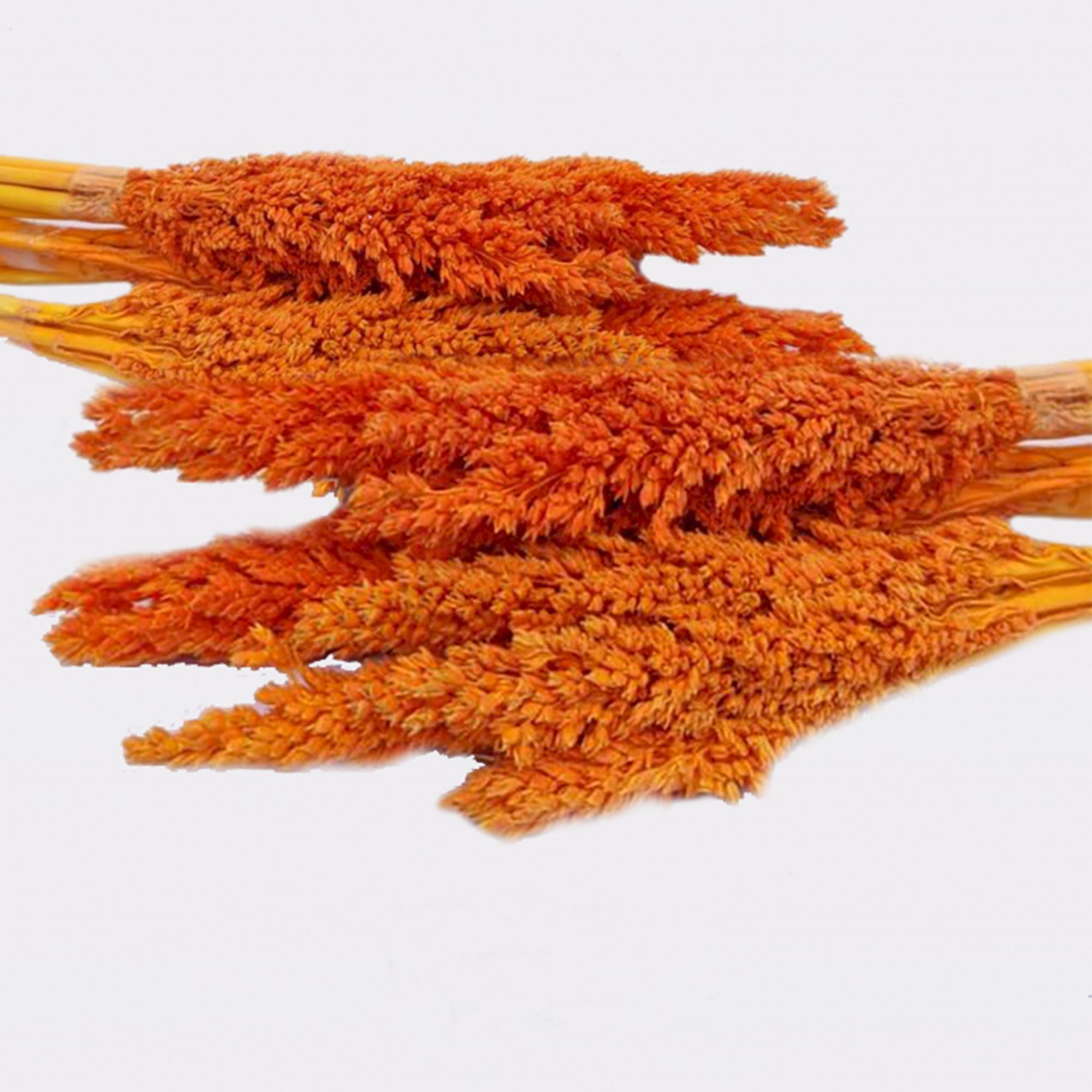 Molho de Erva Cantal Laranja
