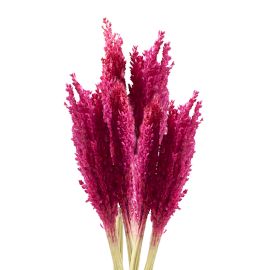 Molho de Erva Cantal Rosa