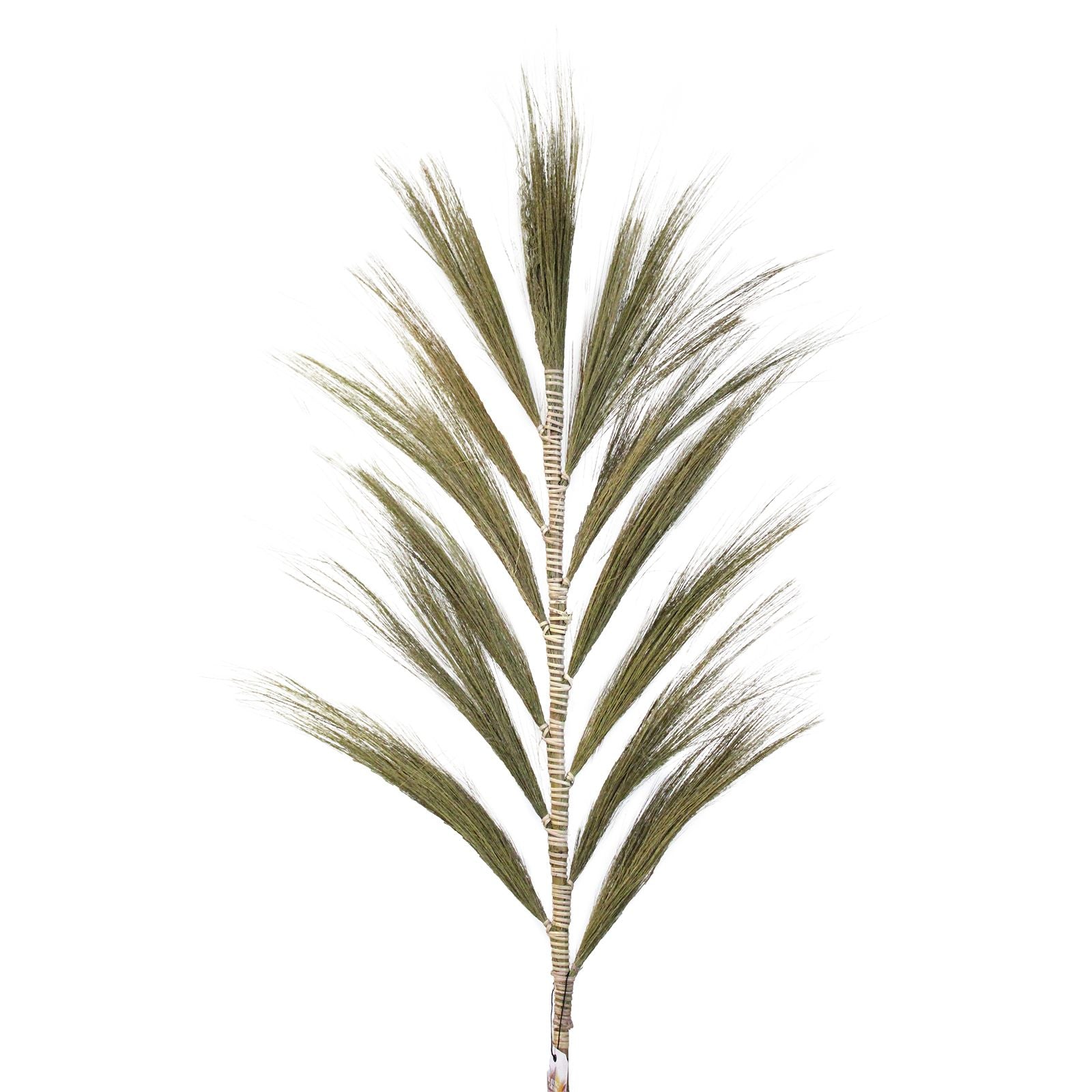 Palmeira Rayung Natural