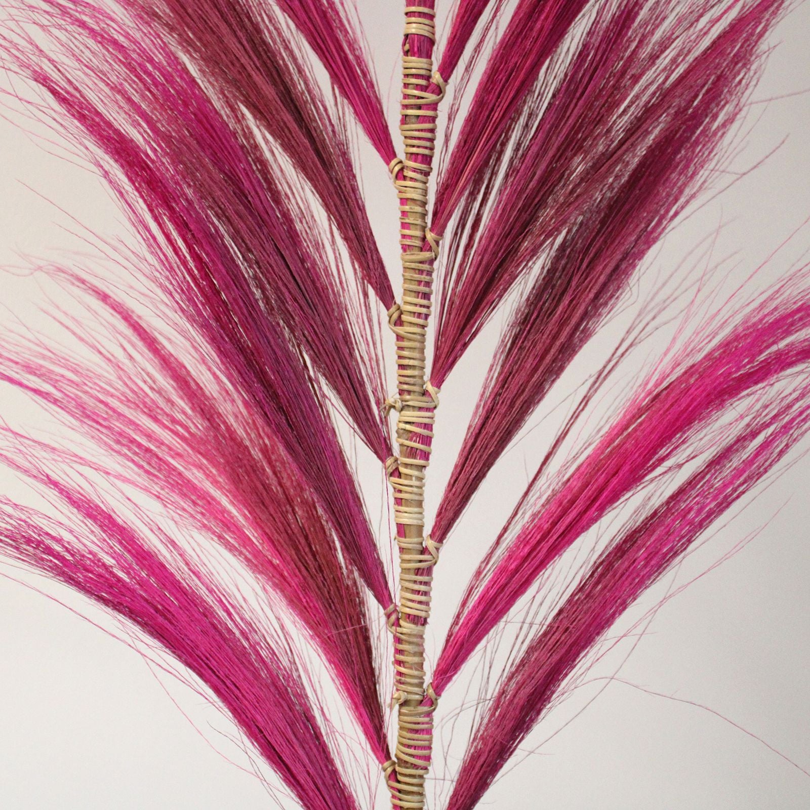 Pink Rayung Palm