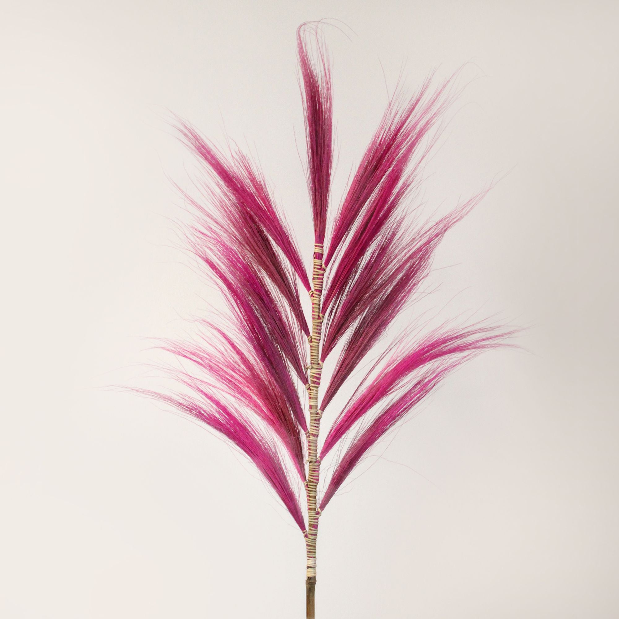 Pink Rayung Palm