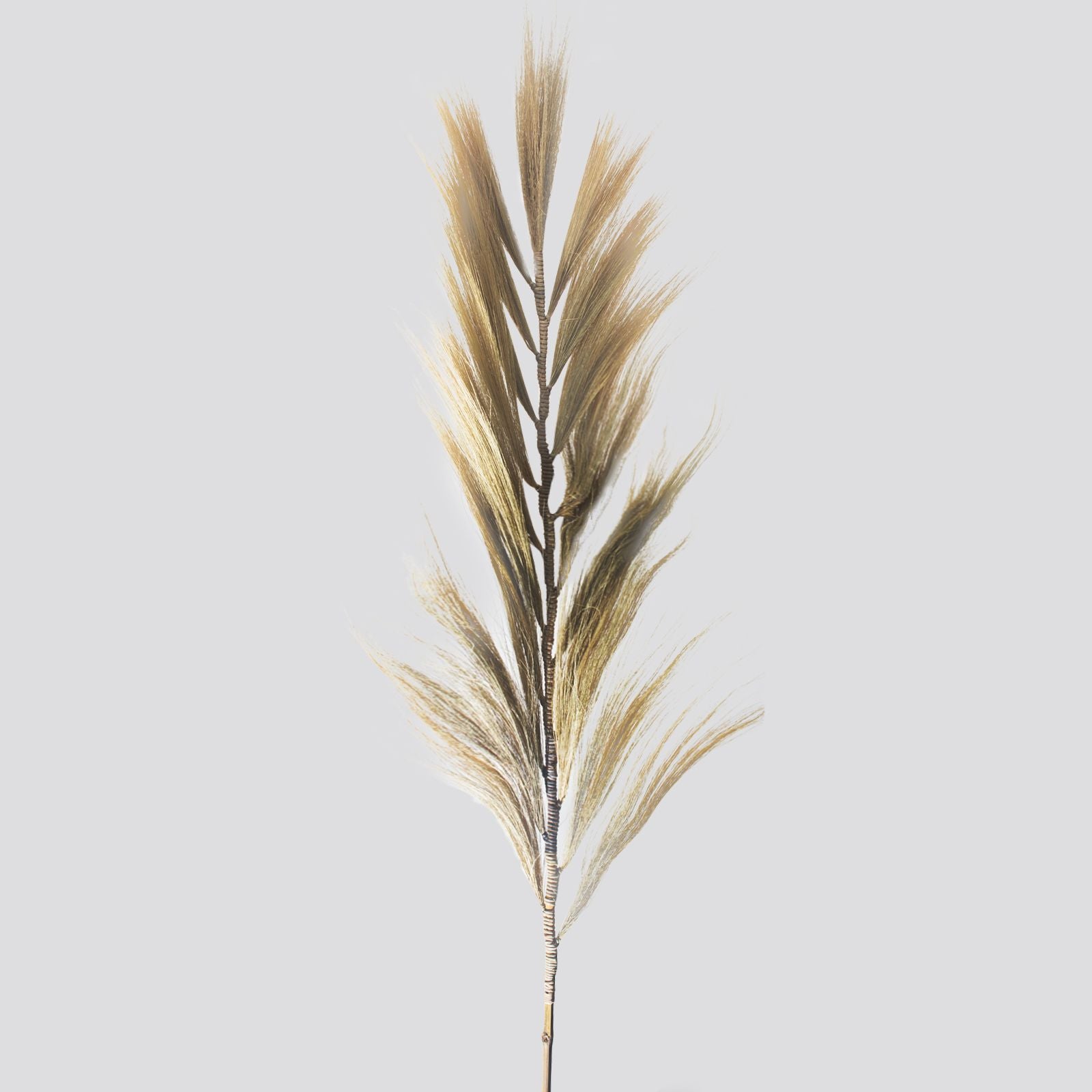 Palmeira Rayung Loiro