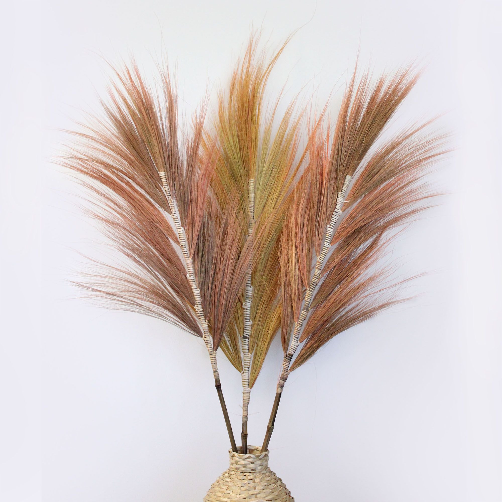 Palmera Rayung Coral