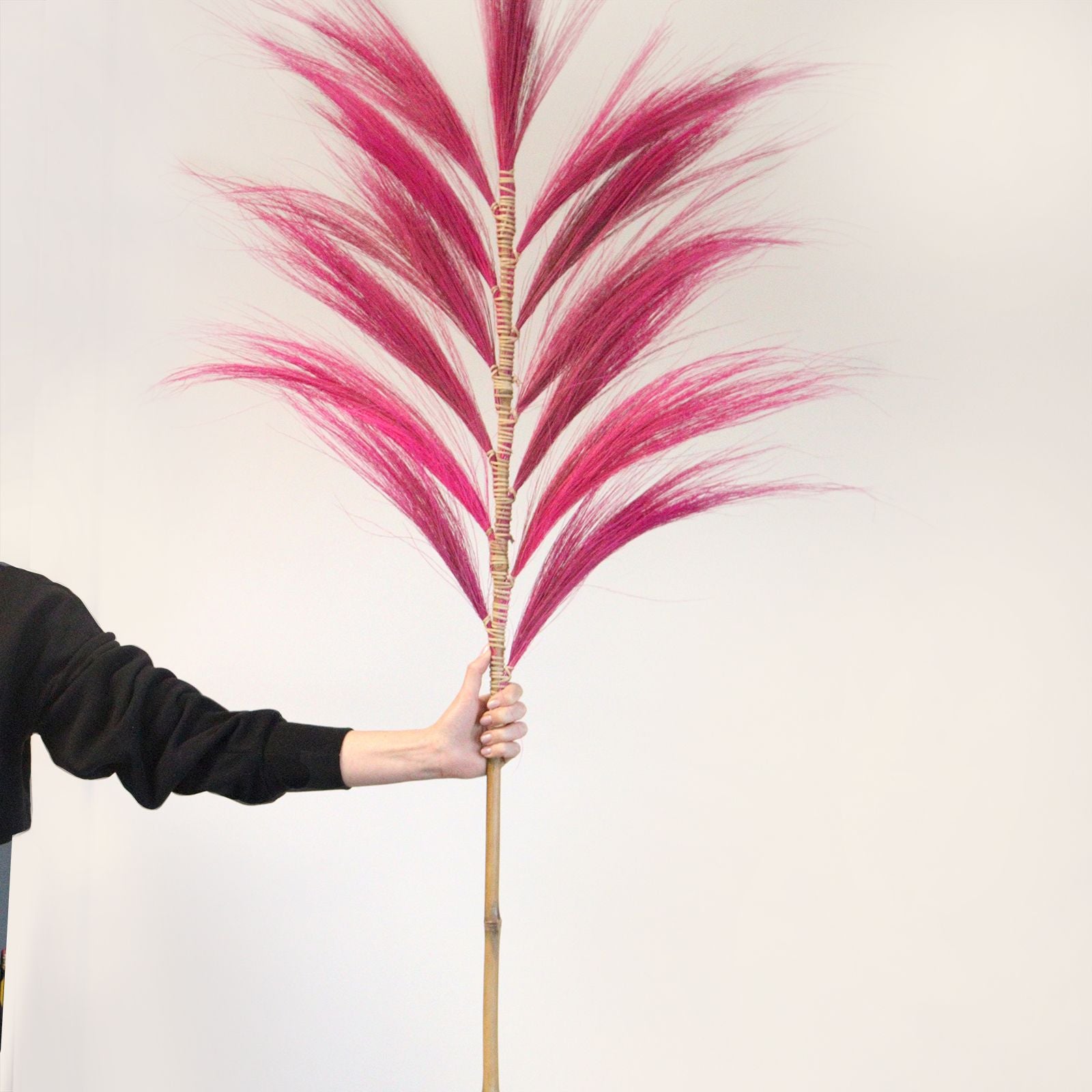 Pink Rayung Palm