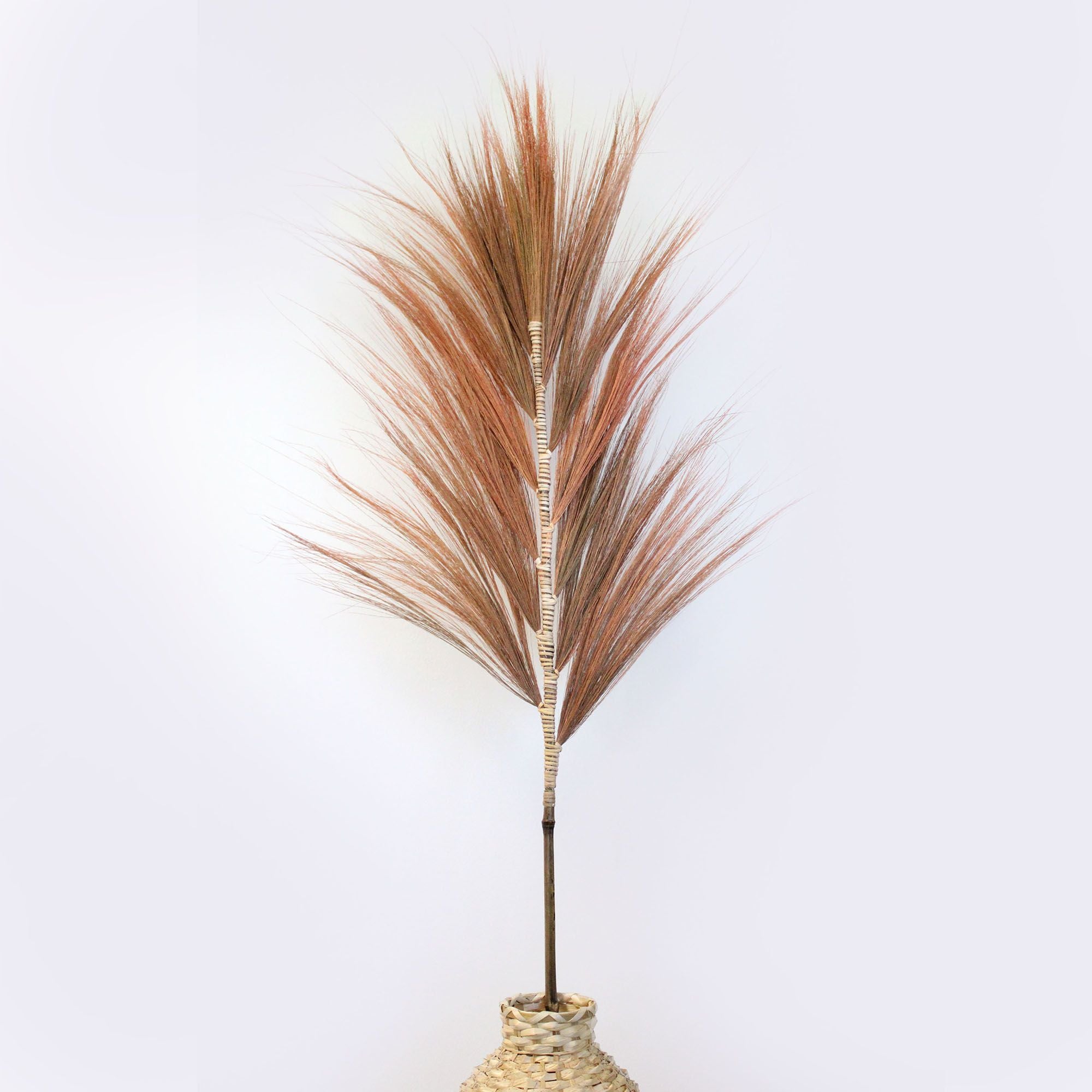 Palmeira Rayung Coral