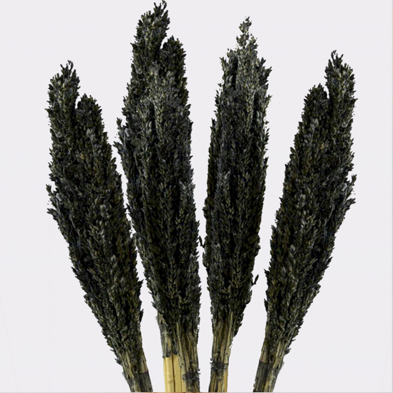 Black Cantal Herb Sauce