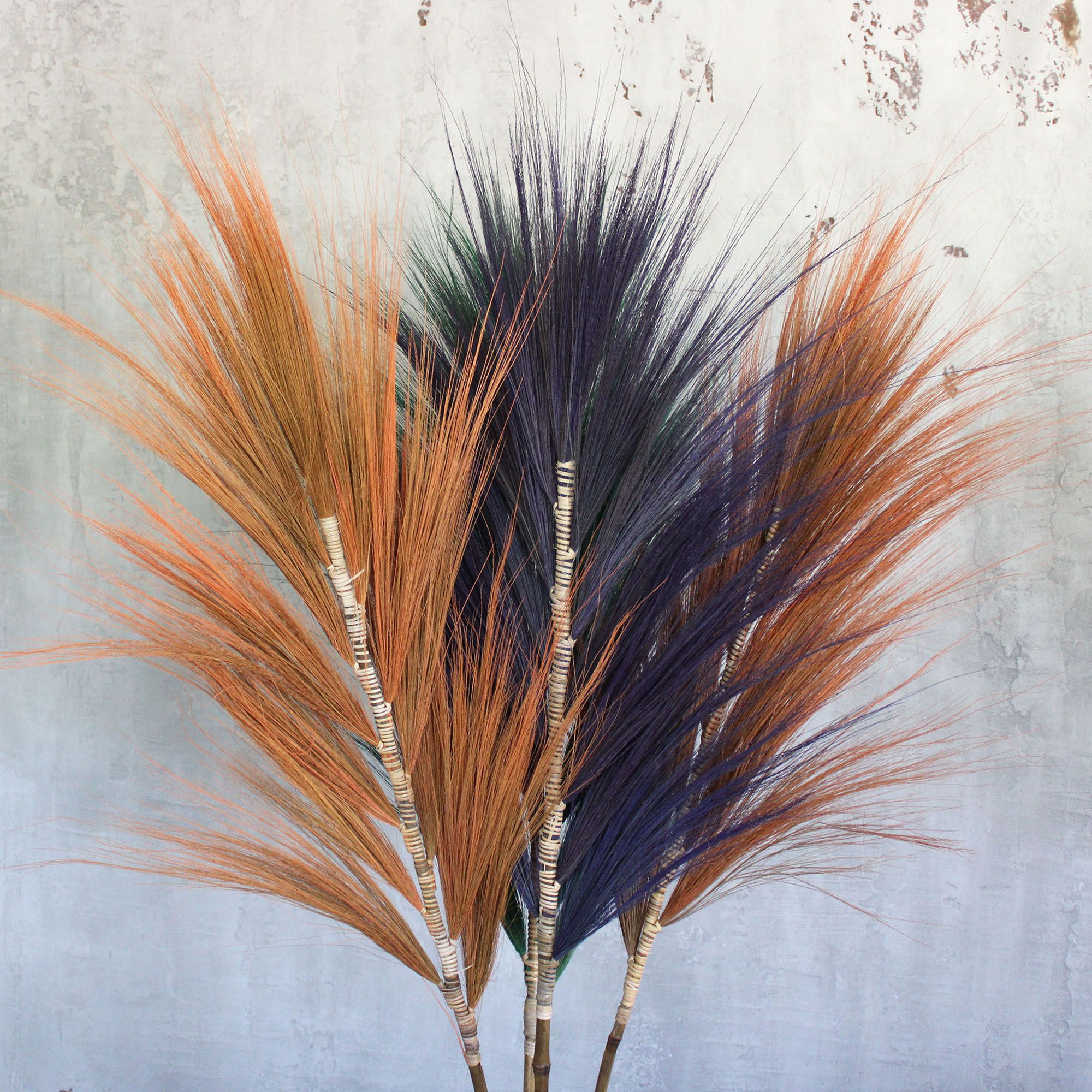 Palmera Rayung Coral