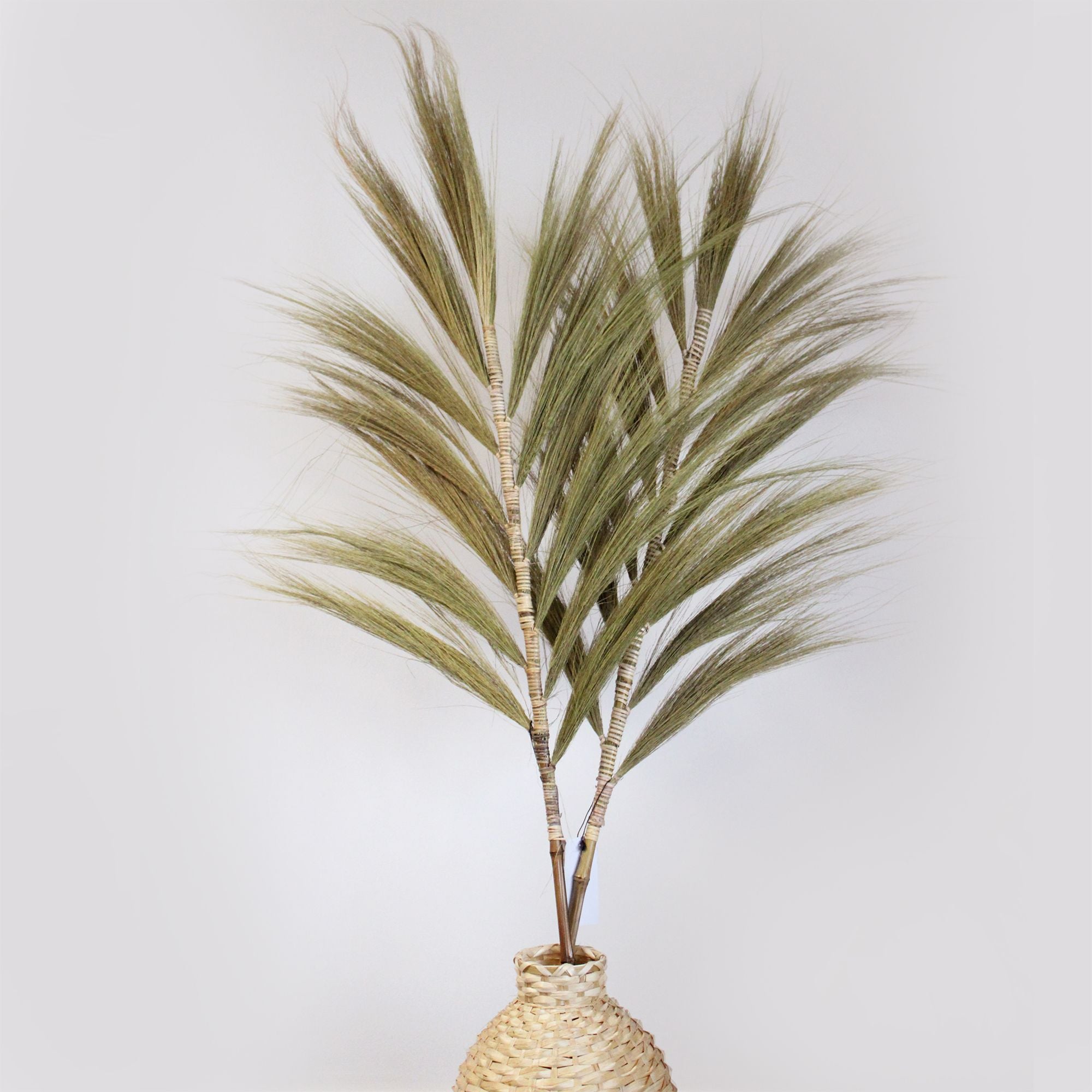 Palmeira Rayung Natural