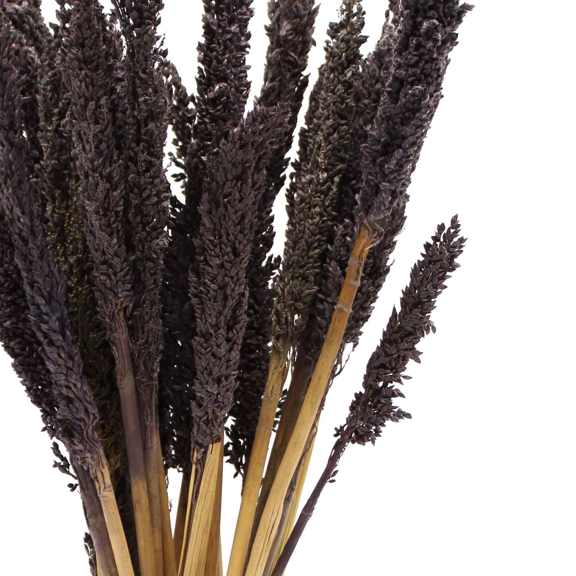 Black Cantal Herb Sauce