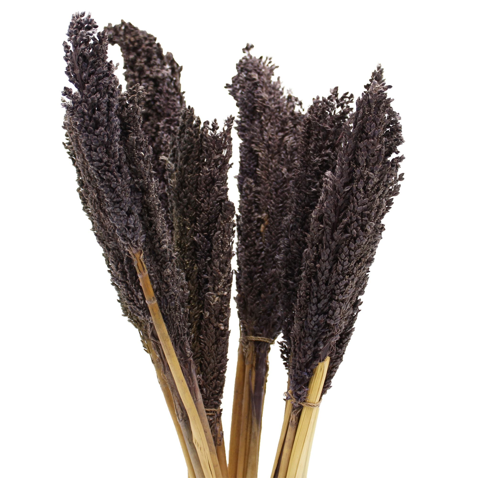 Black Cantal Herb Sauce