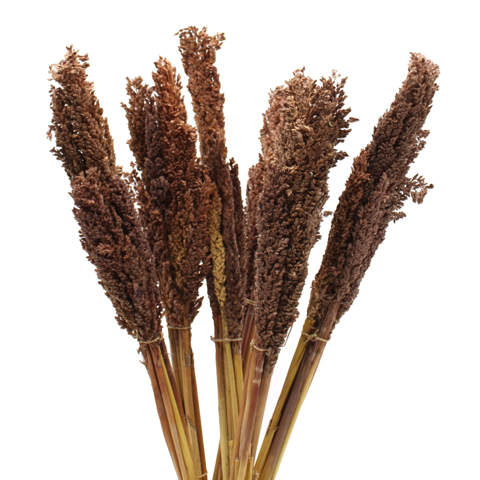 Molho de Erva Cantal Chocolate