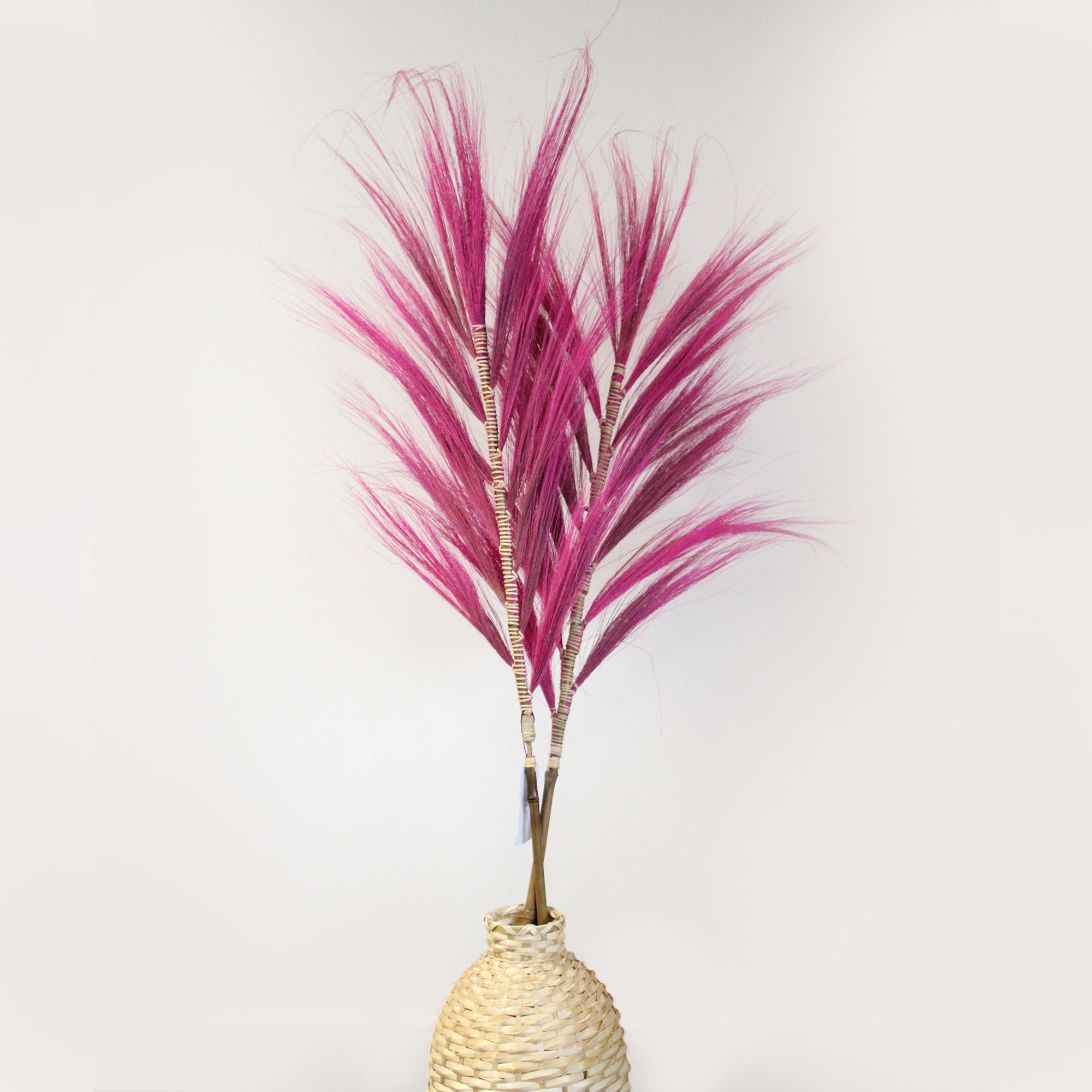 Pink Rayung Palm