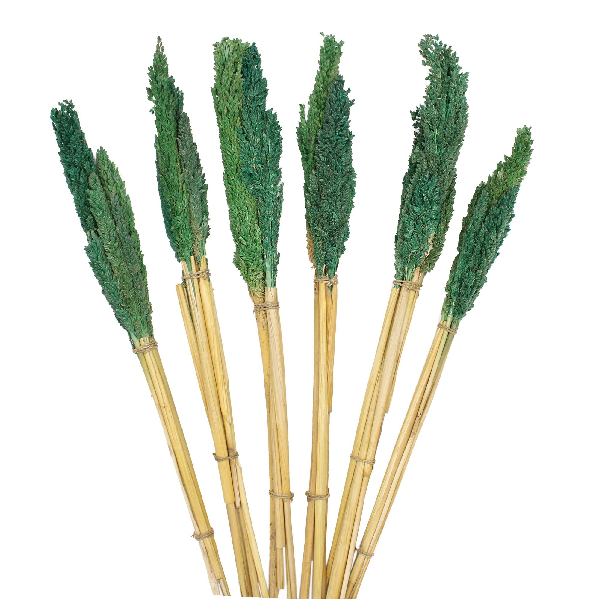 Molho de Erva Cantal Verde Azulado