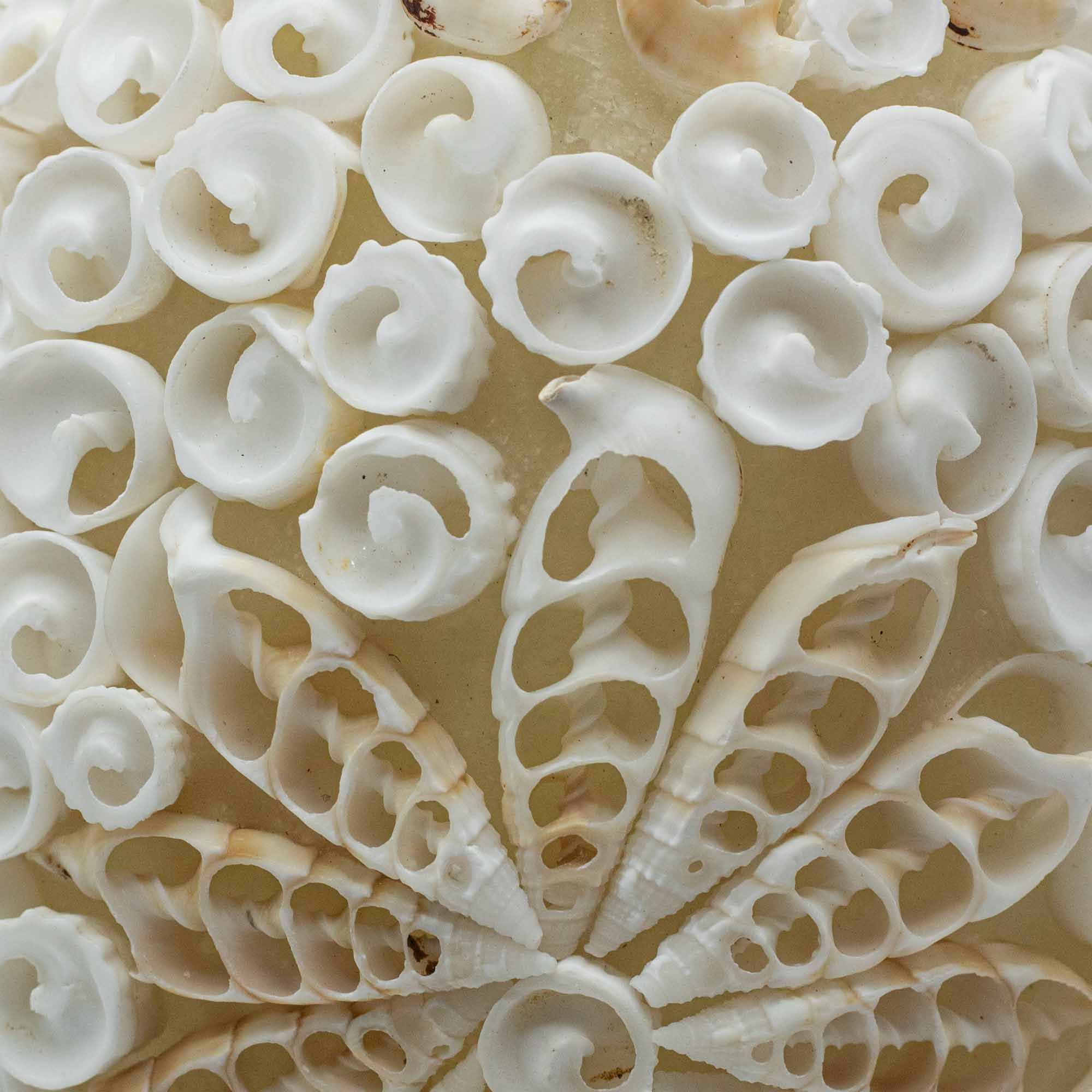 Lâmpada Boho de Conchas – Concha Oval