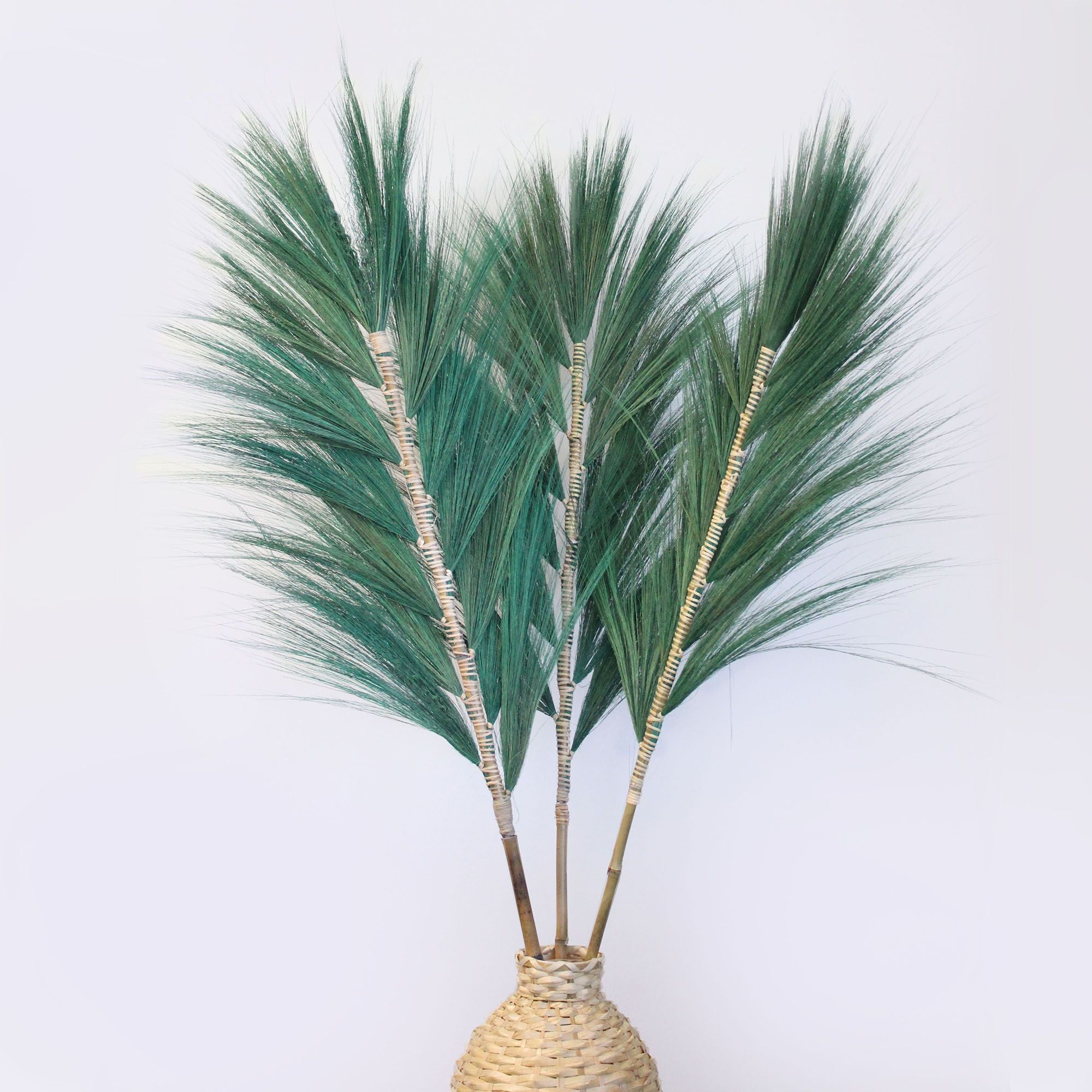 Palmeira Rayung Verde