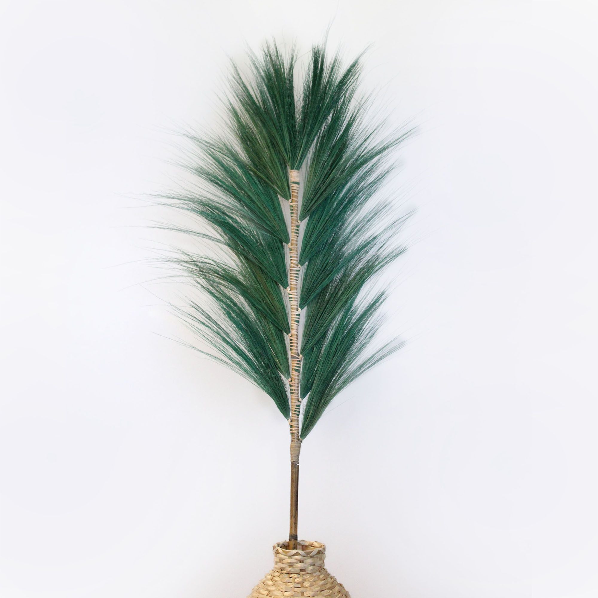 Palmeira Rayung Verde