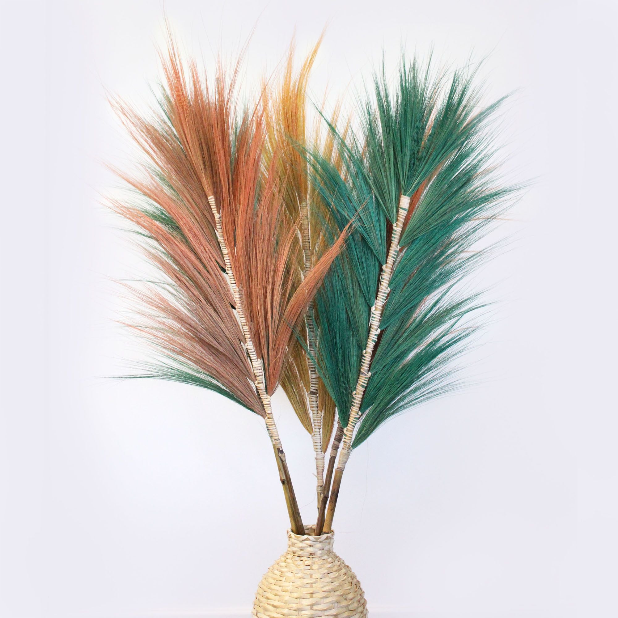 Palmeira Rayung Verde