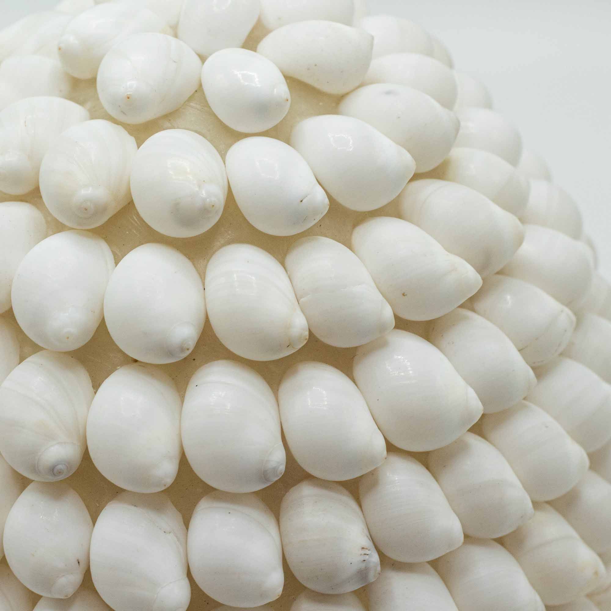 Lâmpada Boho de Conchas – Concha Buting Oval